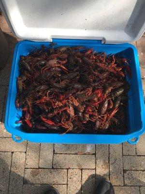 The crawfish are large and tasty!