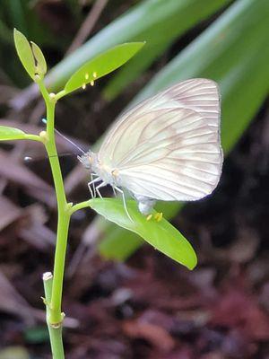 Butterfly laying eggs!!! Such a magical experience!!!