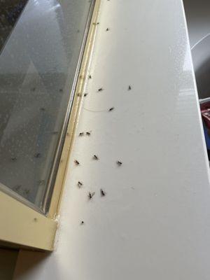 Carpenter ants