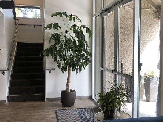 Scheflerra tree- Indoor plants commercial office