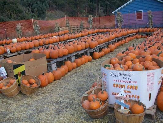 pumpkins!