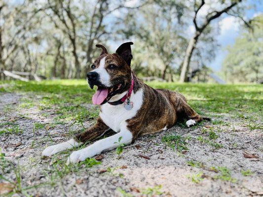 Central Florida K-9