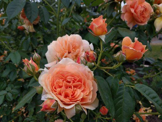 Peach roses