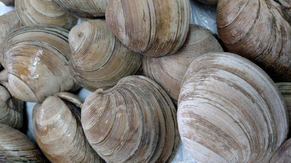 Little Neck Clams