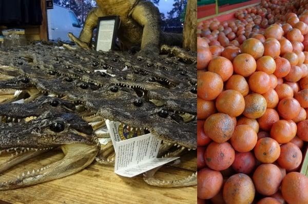 croc heads and oranges