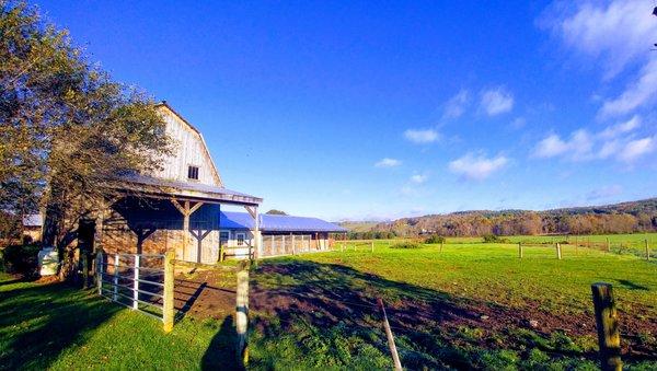 Our beautiful old barn with the kennel building behind and lots of room around :)