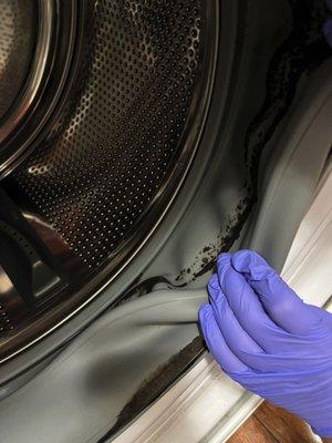 Mold in Washing Machine Gasket