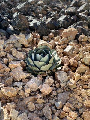 Xeriscape with a river bed