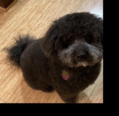 My maltipoo with his teddy bear cut! 3