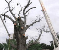 Canning's Tree Service