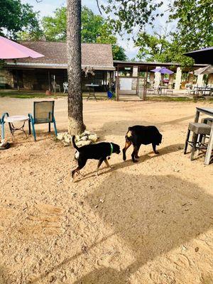 Our precious pup, Dixie, is doing some epic butt-sniffing at the Doghouse Drinkery! We love it!