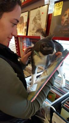 The owner has this awesome cat that will walk along the crates with you. Oh, and he has awesome records too!