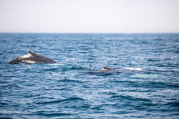 2 whales swimming together