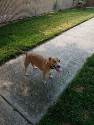 Hobey enjoying the park