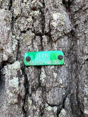 Markings on trees