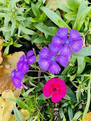 Some of the many many flowers planted around the apt office and the apt complex the apt complex is so beautiful