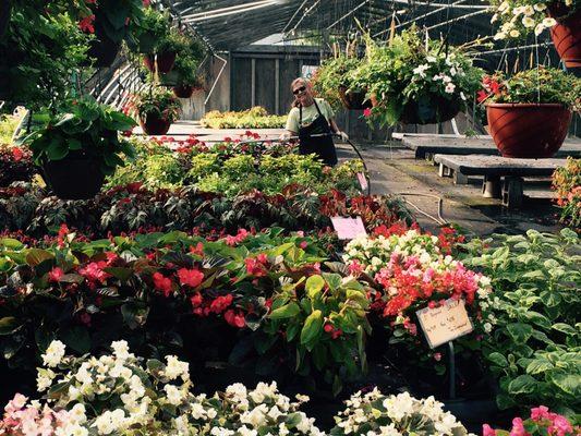 Watering in our shade greenhouse.