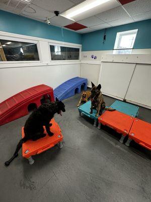 Supervised playgroups, and refreshing some Obedience training!