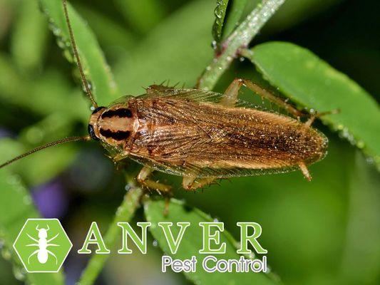 cockroach on plant