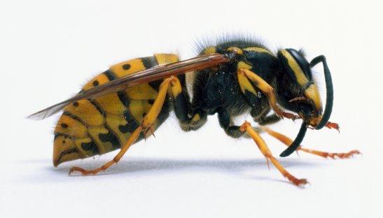 Yellow Jacket