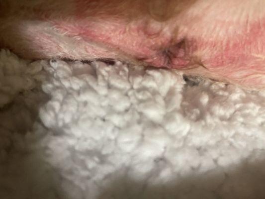 Both sides of dog bottom anus area shaved raw