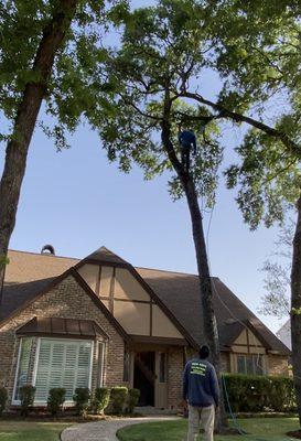 Removing a dead tree to prepare for an Open House in Memorial