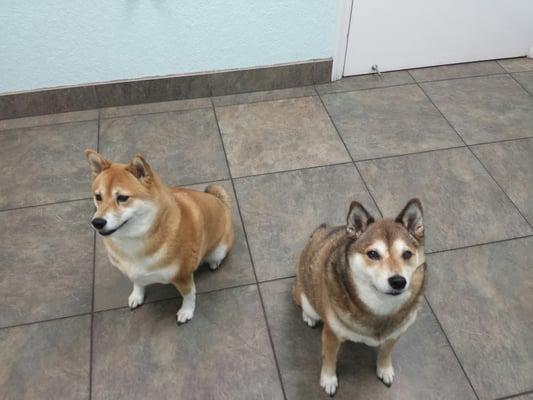 Girls waiting on their well doggie checks!