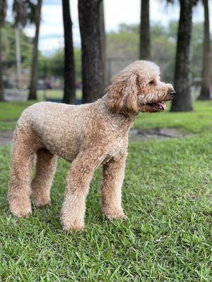 From the salon to the dog park