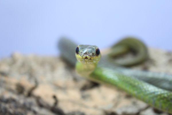 Striped Lizard Eater (on mice!!)