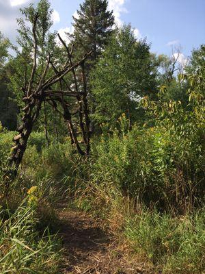 In the Forest Garden