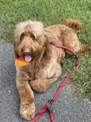 Red, after I picked him up from All Fur Pet Grooming