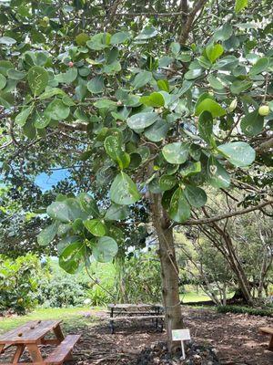 Autograph tree