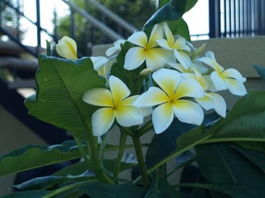 Flowers in the courtyard