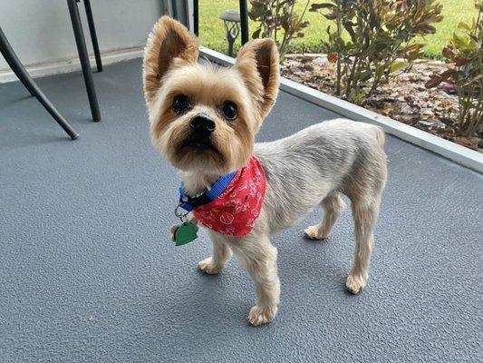 A dapper lil pup