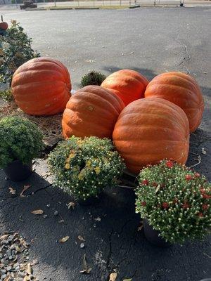 Pumpkins