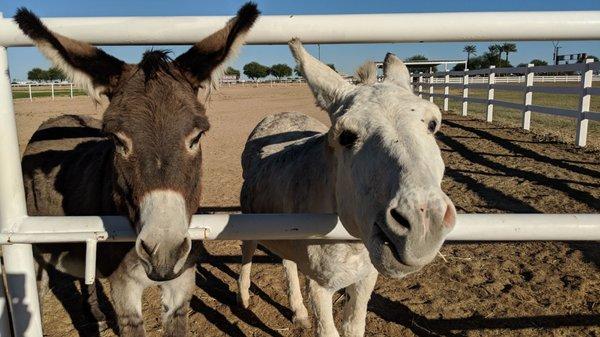 Carrots and apples are welcome. Hot pepper goodies are for the humans.