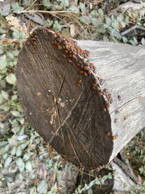 Ladybugs aggregation