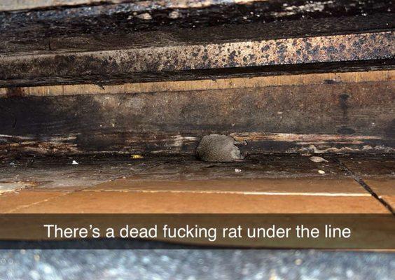 A dead rat