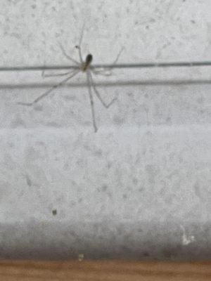 Spider crawling, AFTER their supposed service of de-webbing