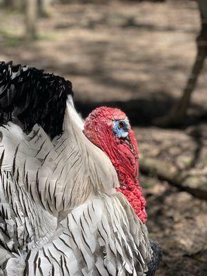 Male Turkey