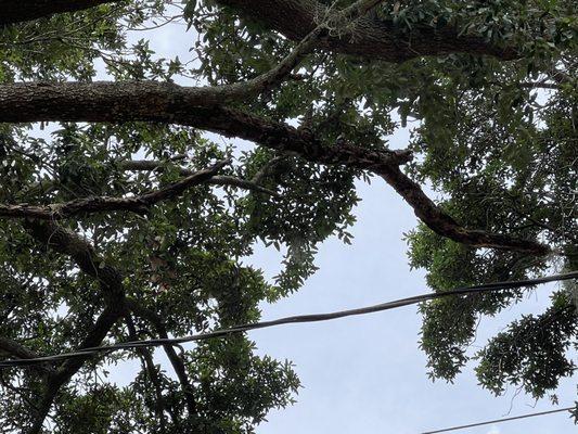 Dead branch over power line