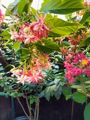 Ragu creeper vine very fragrant along with crepe myrtle