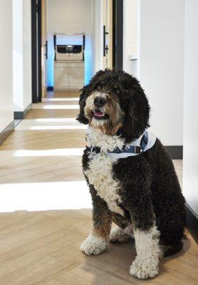 Chip, Therapy Dog & Certified Canine Good Citizen.