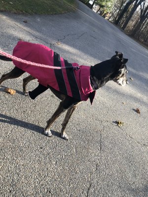 Lucy loves to stop and take in The scenery during each walk. I love observing and watching her.