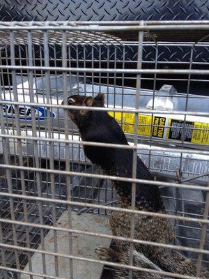 Ground squirrel