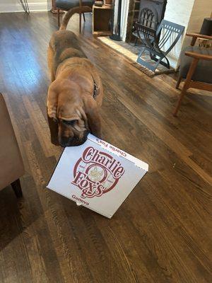 Bloodhounds cannot resist the scent of a Charlie Fox's Pizza