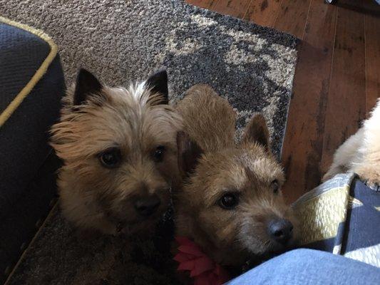 Finn and Scooter Bug...saying hello to their groomer at Waggers!