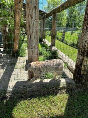 Bobcat