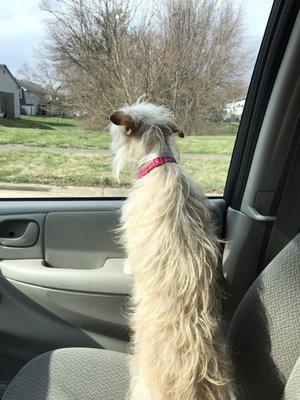 Before her cut, the hair is long and damaged.