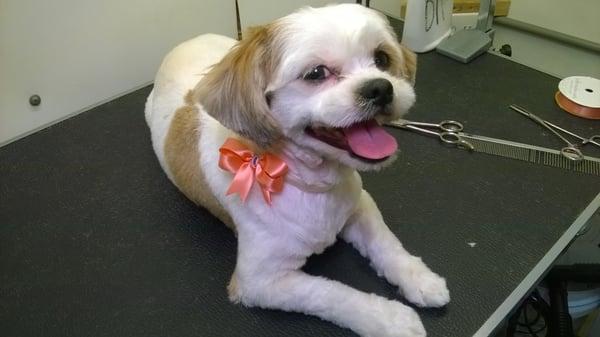 LINDA shih tzu AFTER